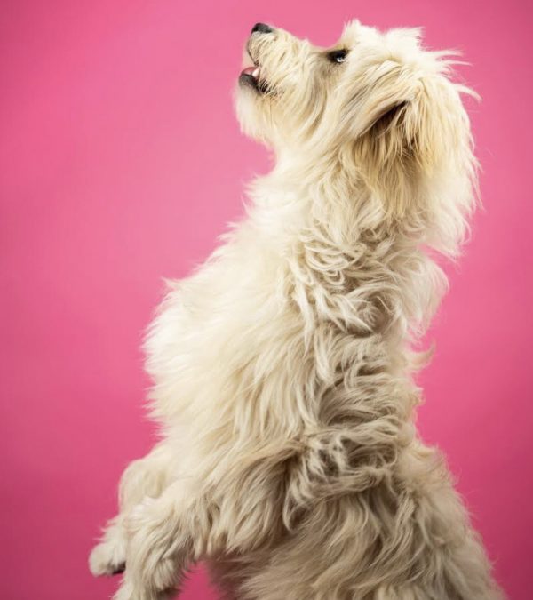 fluffy beige dog in front of a pink background standing in her two legs