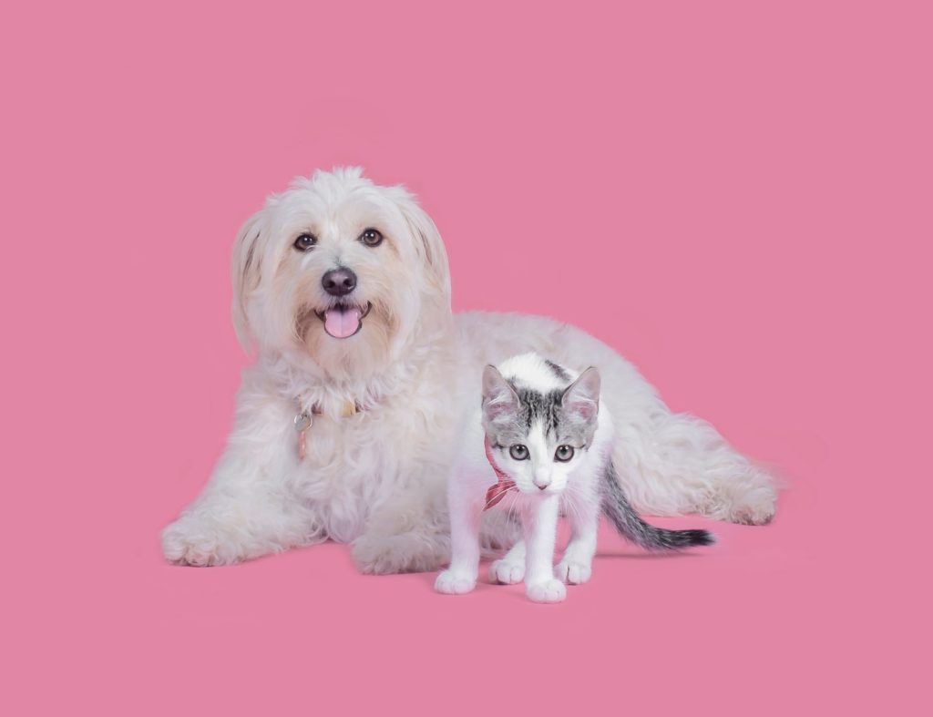 Pink background. White fluffy dog sitting and looking happy. A small white kitty with grey pointy ears is in front of her walking to the camera.