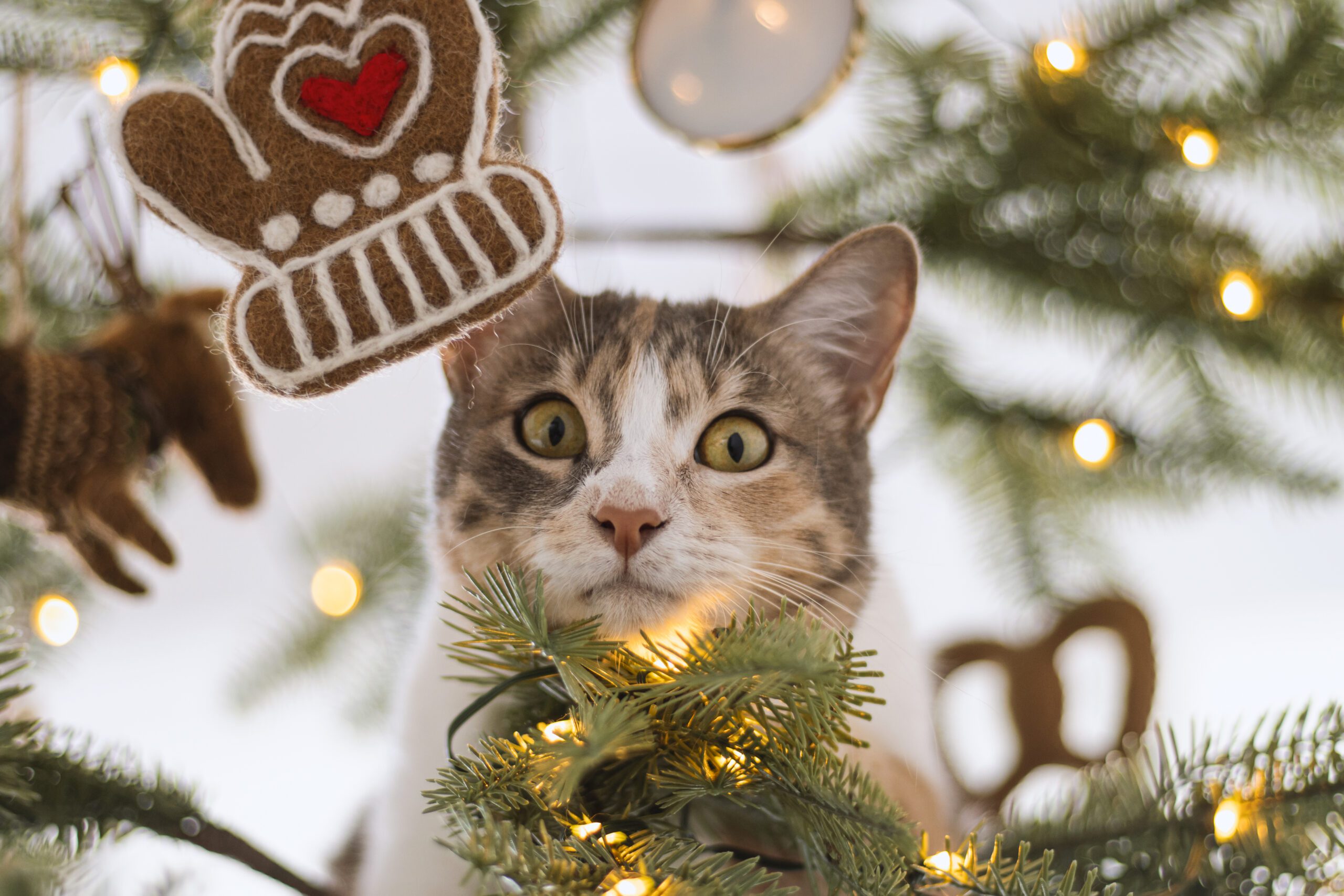 Marbled kitty with green eyes surrounded by christmas lights looking at the camera