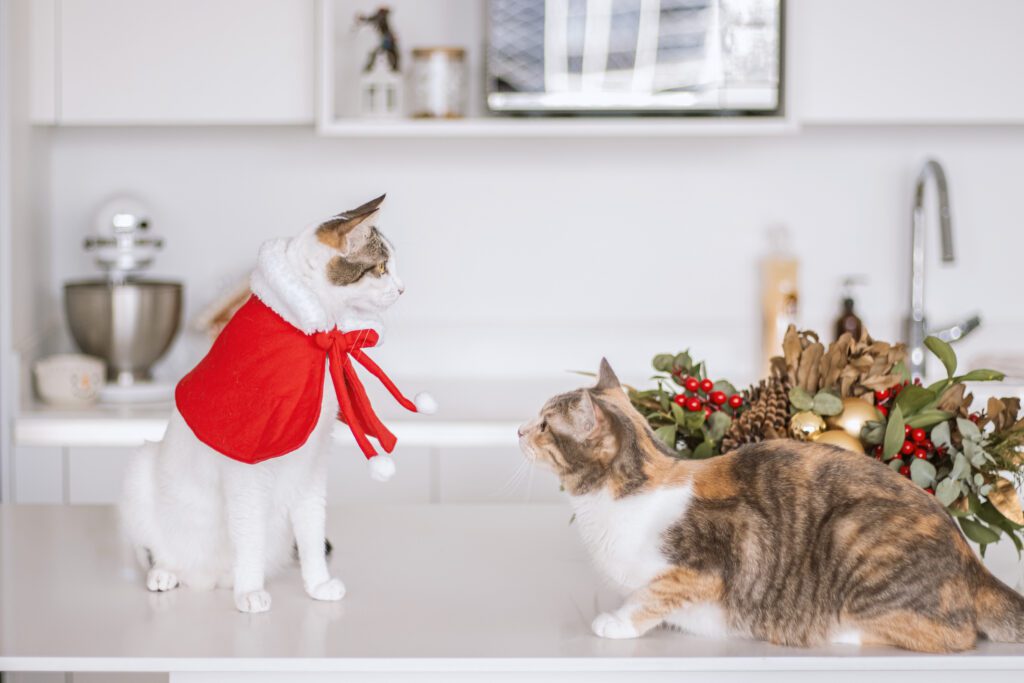 one white cat with a santa outfit and a marbled cat, looking at each other in the kitchen counter