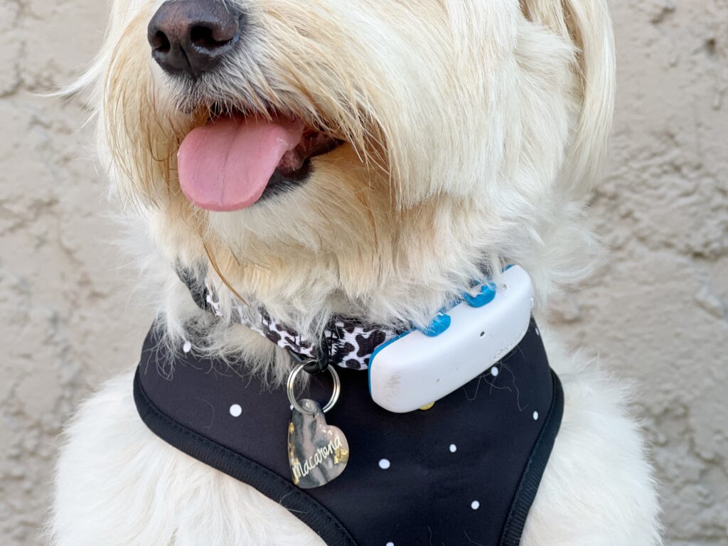 close up of a fluffy white dog with her tongue out, collar, tag and gps tracker