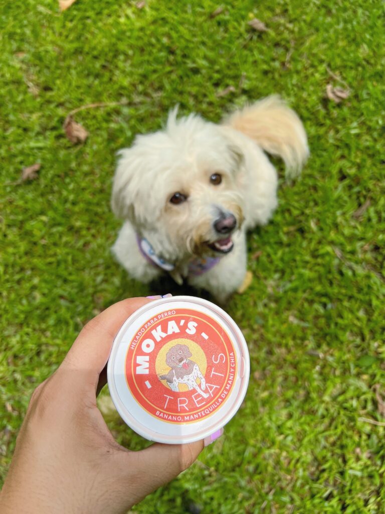 white fluffy dog smiling for a doggie ice crean