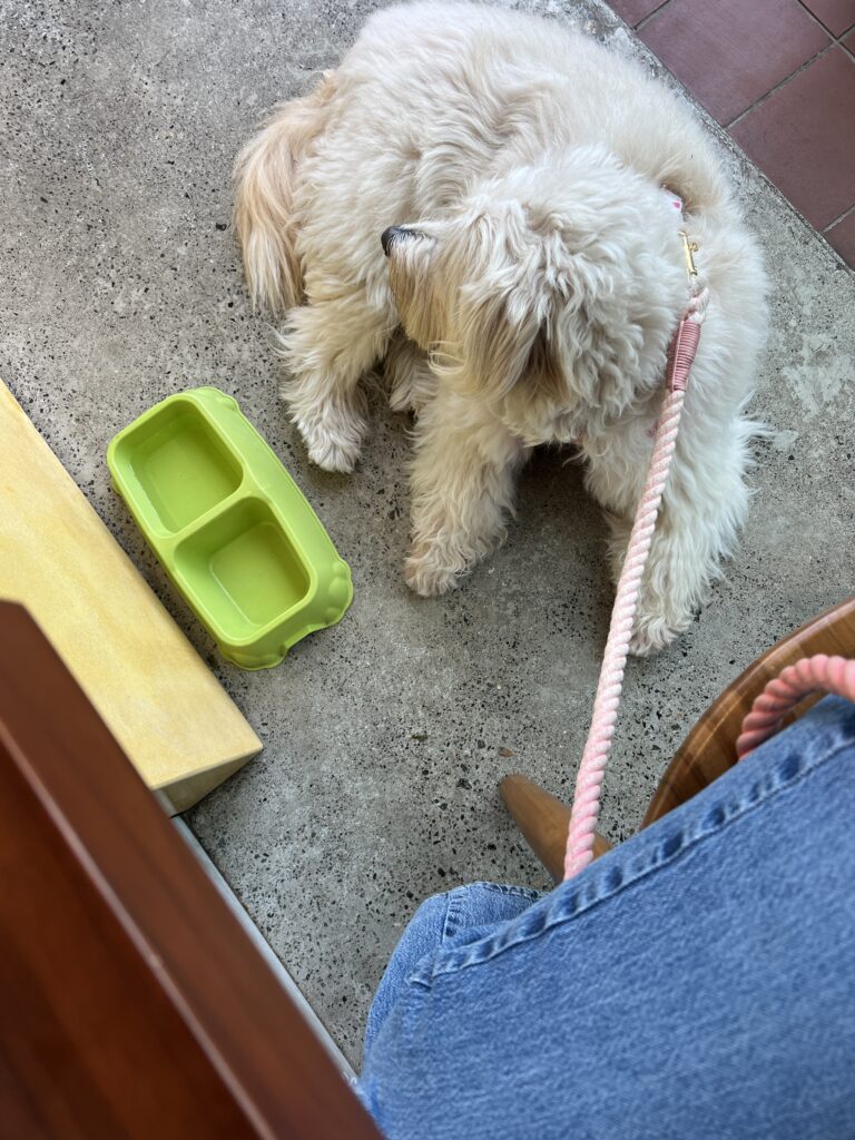 perro sentado con correa al lado de su dueña