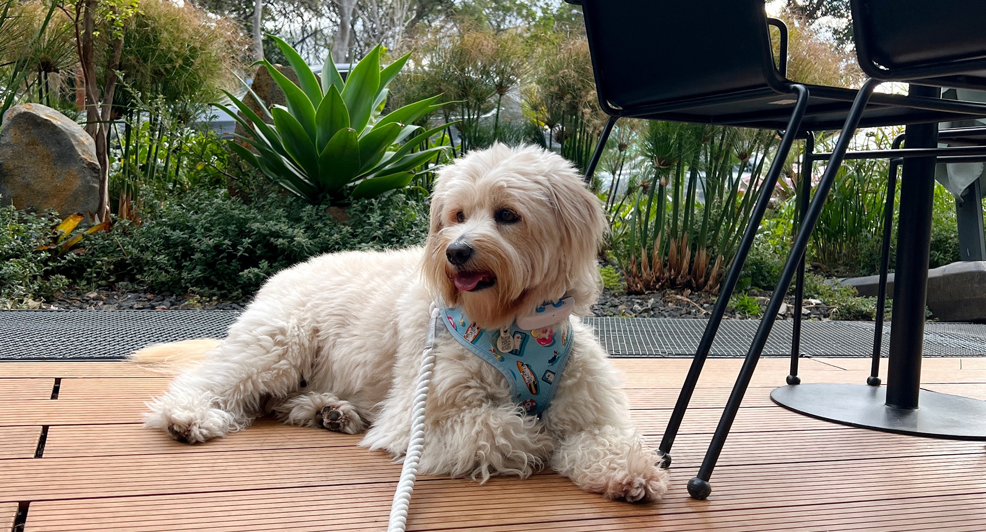 fluffy white dog on a terrace