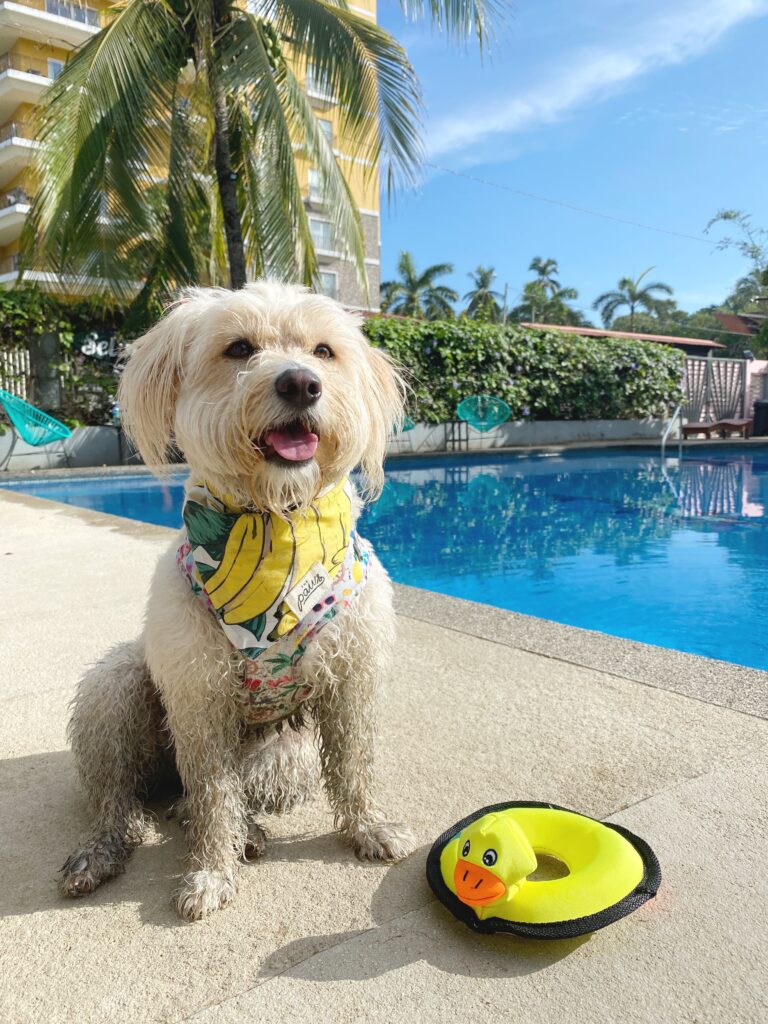 fluffy white dog with a banana print bandana, sitting on a side of a pool with a dog toy of a duck