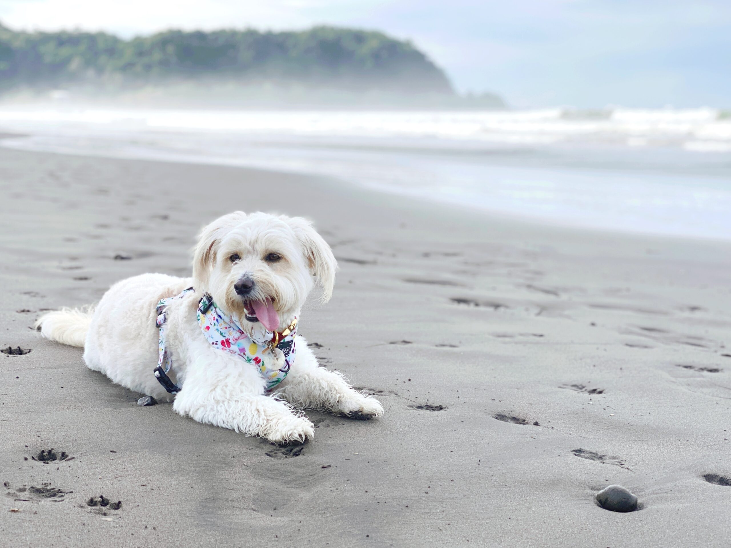 fluffy dog laying down on the beach