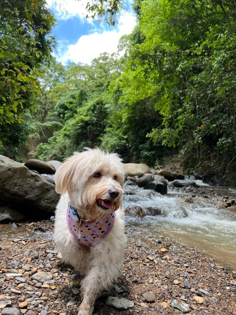 fluffy white dog walking a a side of a small river