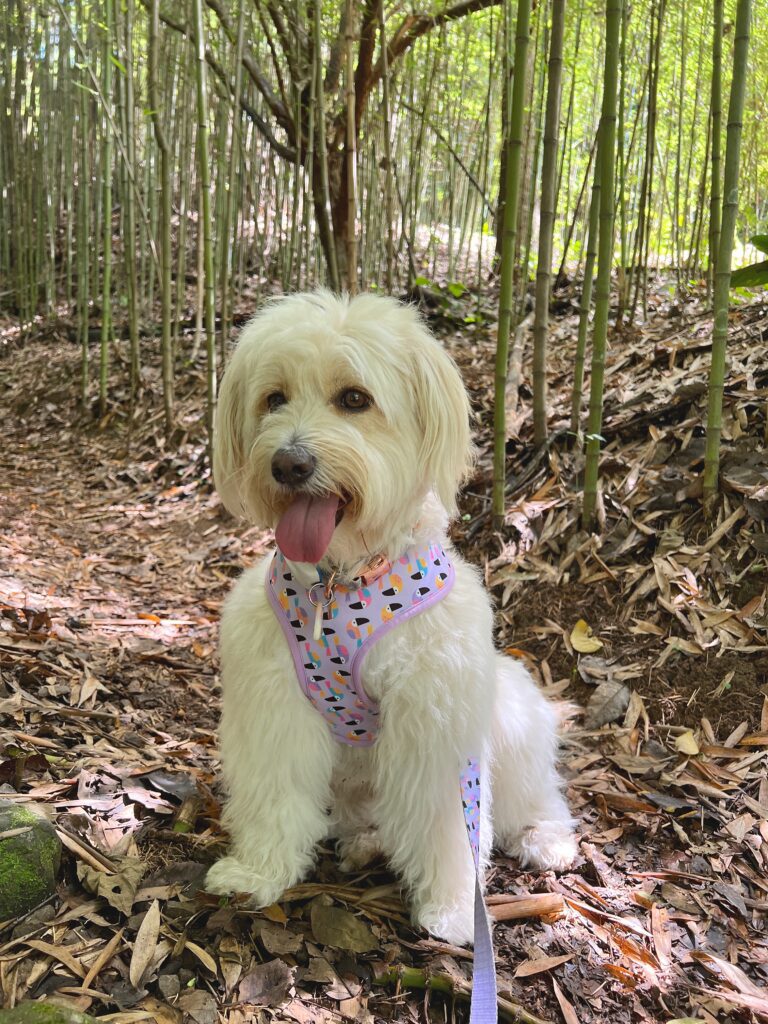 fluffy white dog with a purple harness in a forest