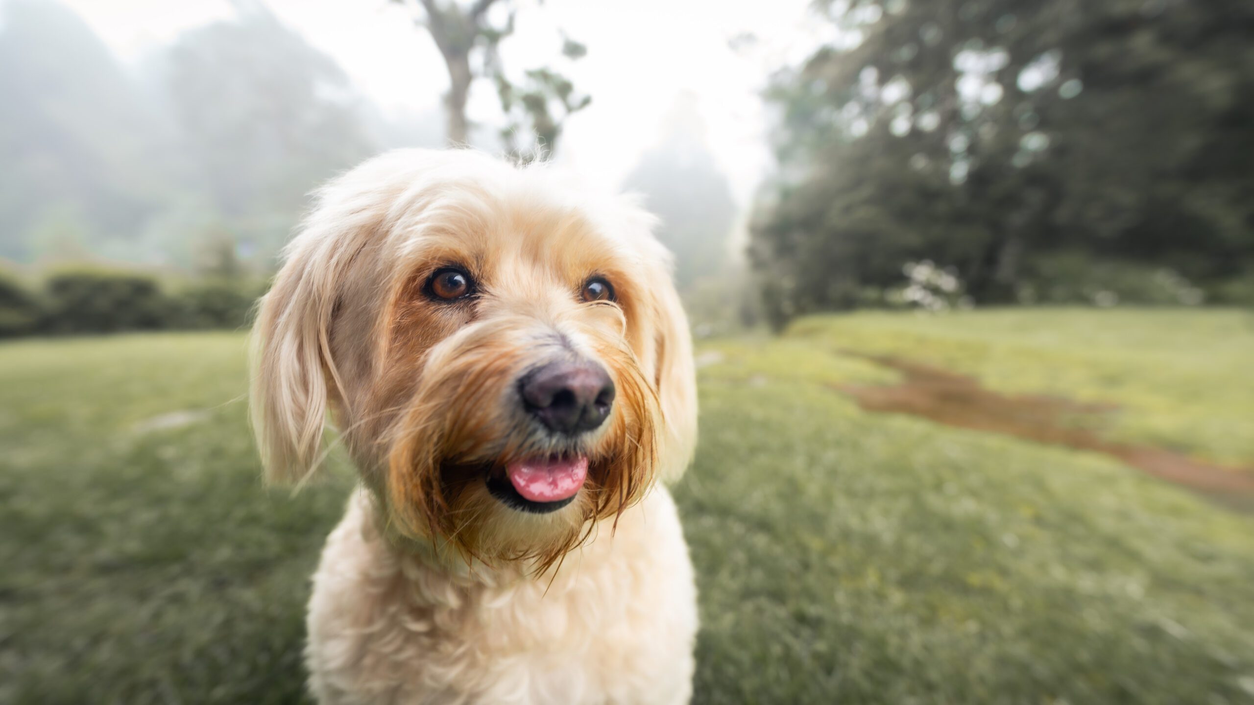 portrait of a fluffy white dog in the mountains