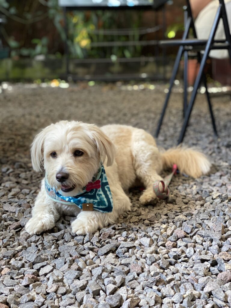 white fluffy dog with a blue bandana laying down in the floor