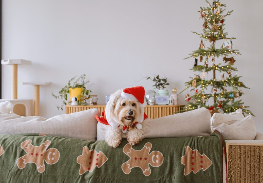 fluffy white dog dreseed like santa on a coach at a house living room