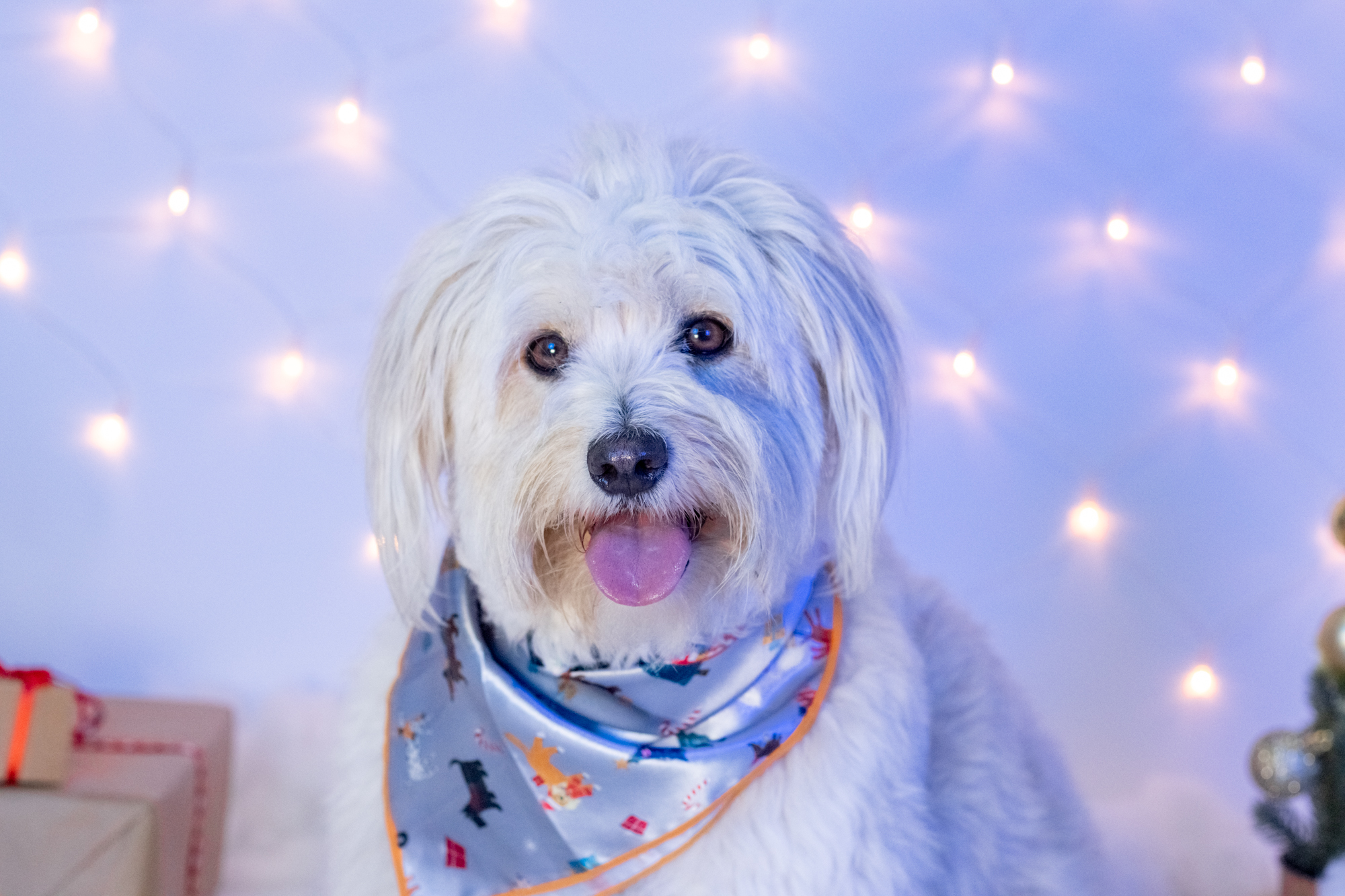 fluffy white dog with a christmas bandana and christmas lights in the background