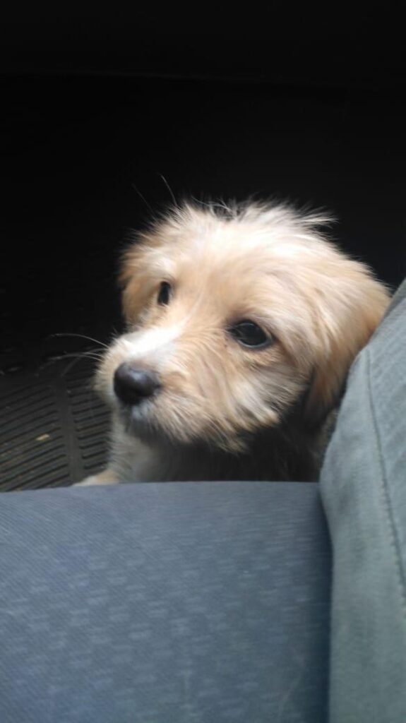 little beige rescued dog