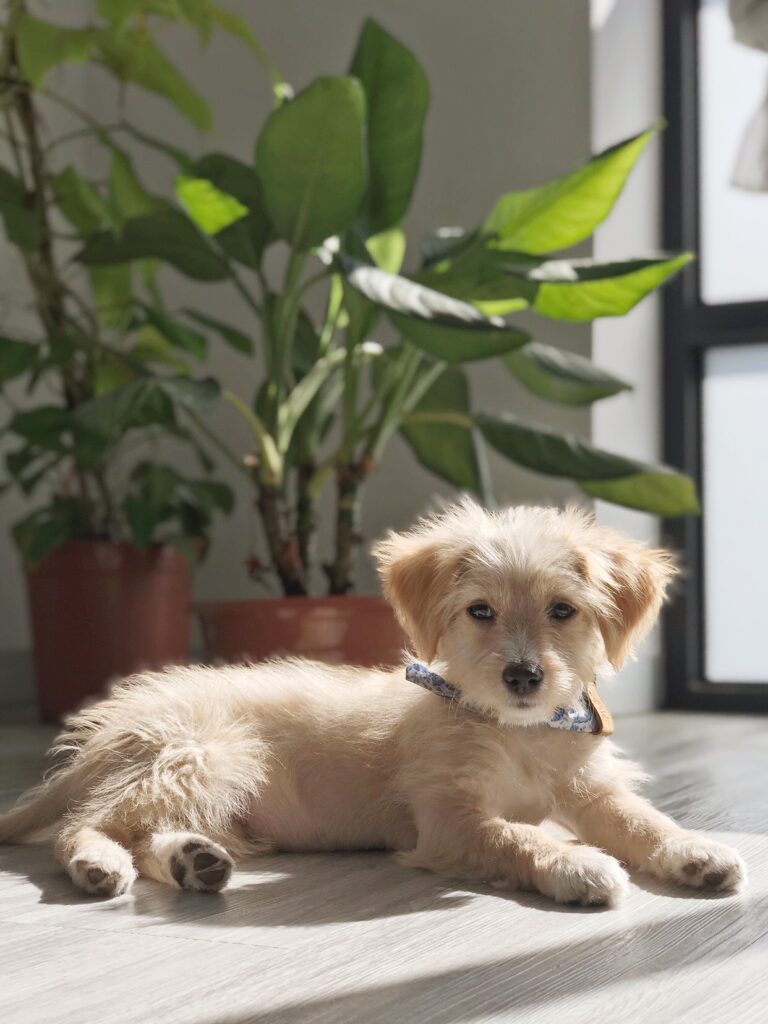 little beige rescued dog taking the sun