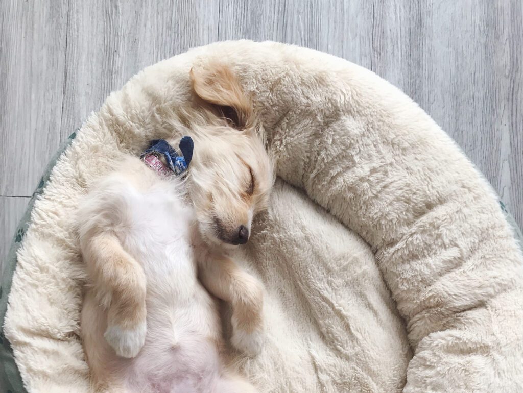 little beige rescued dog napping