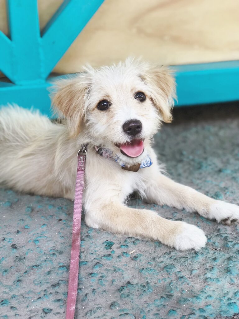 little beige rescued dog sitting and smiling 
