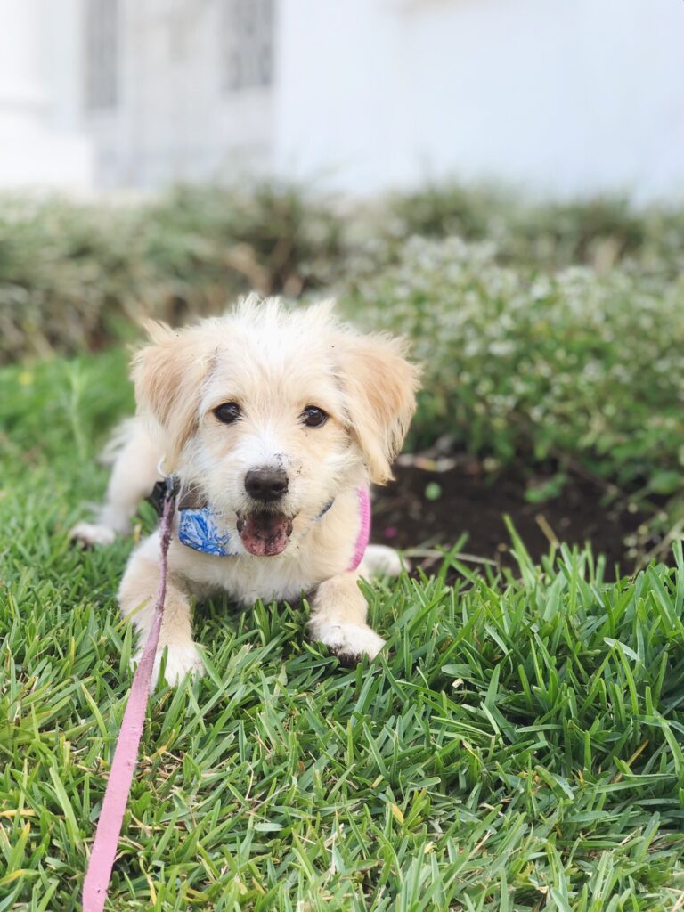 little beige rescued dog sitting