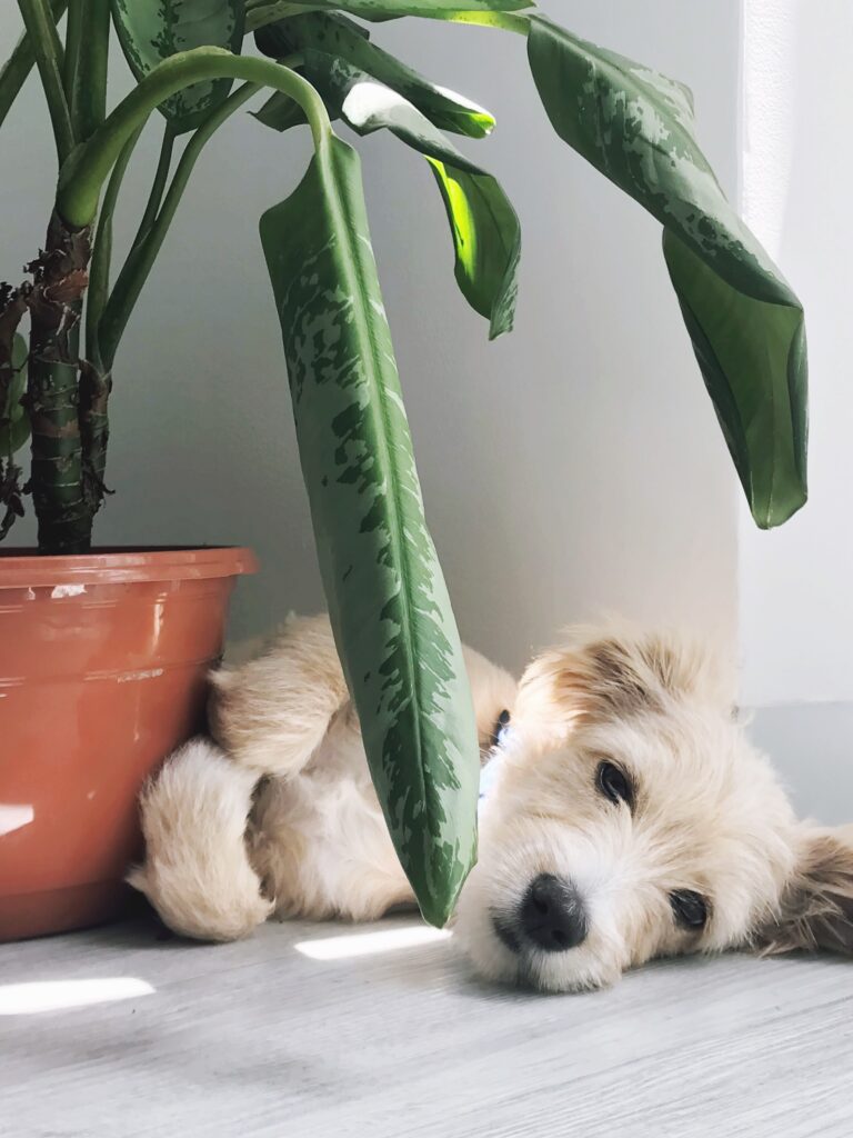 little beige rescued dog laying down near a plant