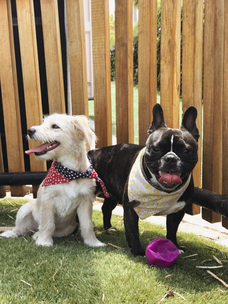 little beige rescued dog sitting at the side of a little black dog