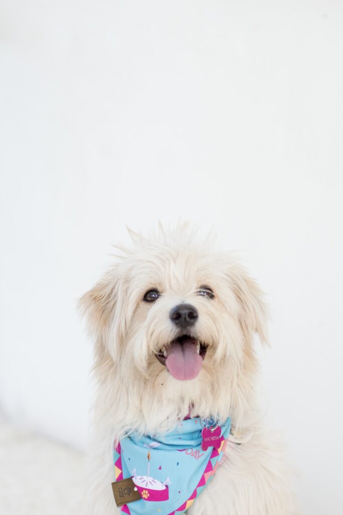 little beige rescued dog with a blue bandana and  smiling