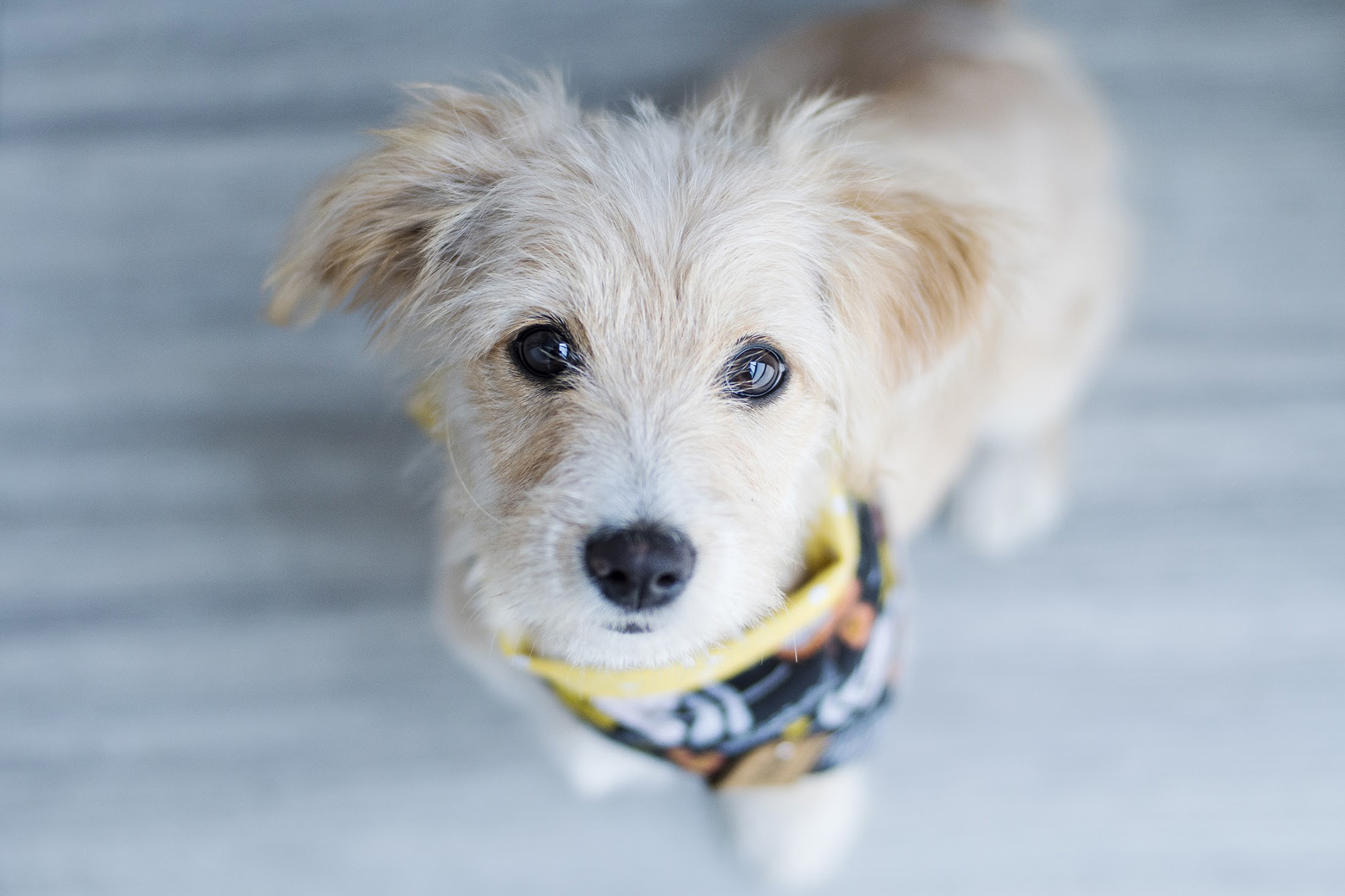portrait of a little beige dog