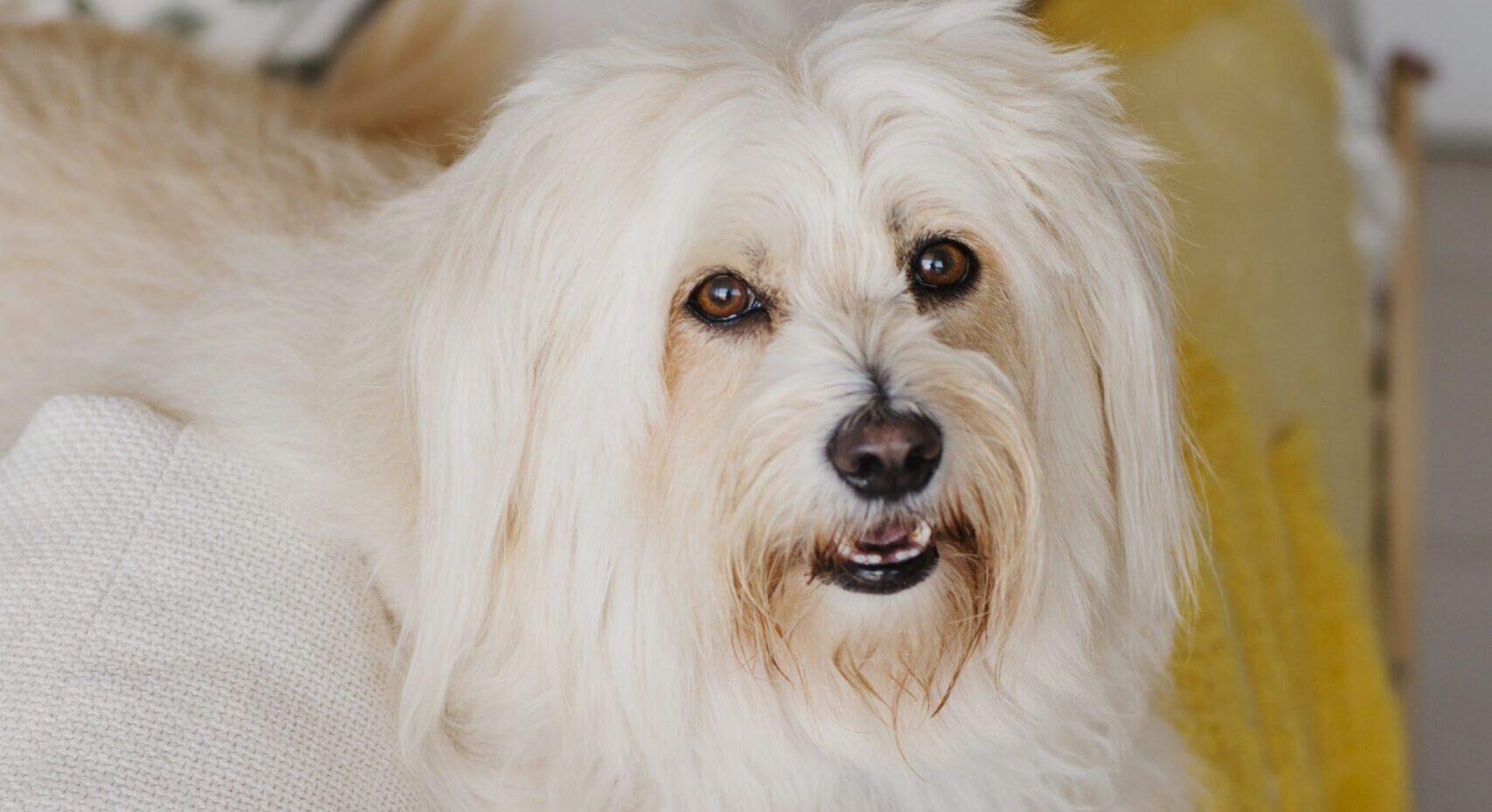 fluffy dog on a coach